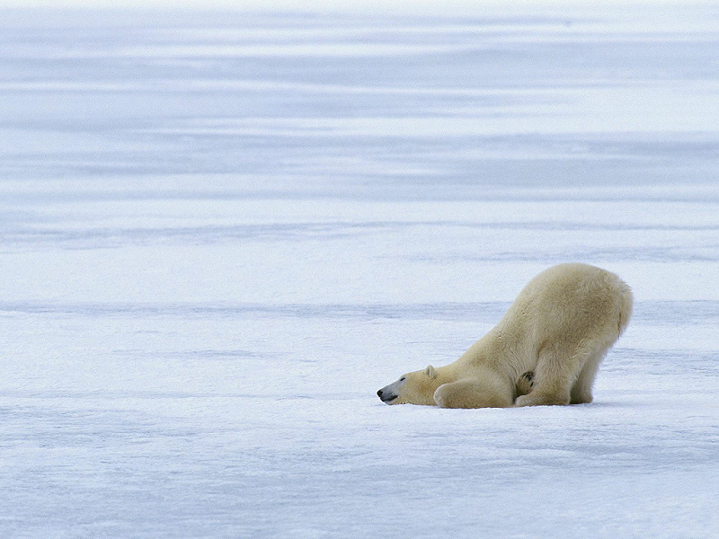 Orso polare (800x600 - 446 KB)