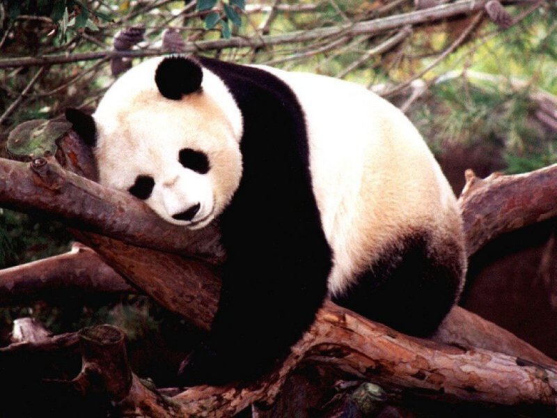 Panda (800x600 - 89 KB)