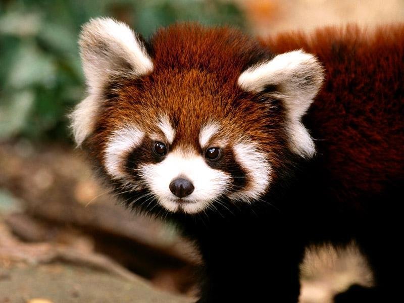 Panda rosso (800x600 - 78 KB)