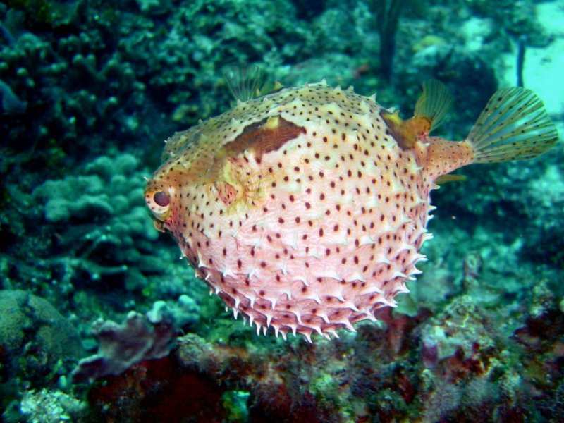 Pesce palla (800x600 - 107 KB)