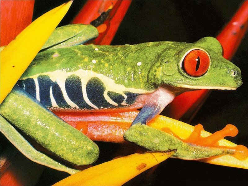 Rana (800x600 - 122 KB)