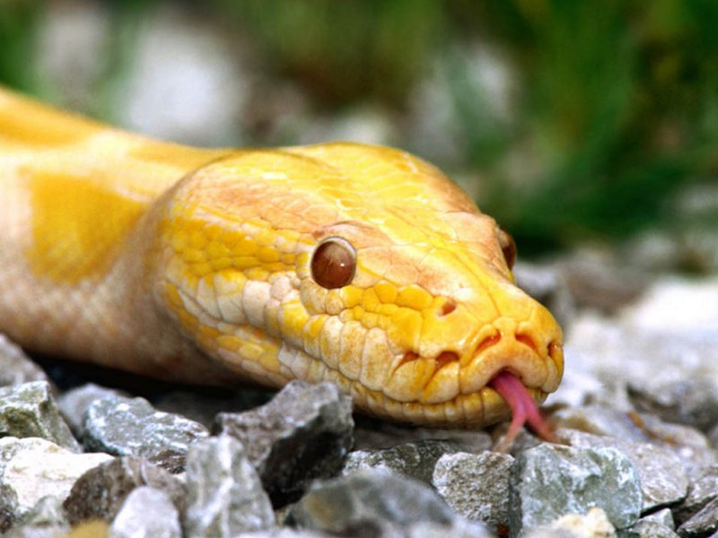 Serpente giallo (800x600 - 76 KB)