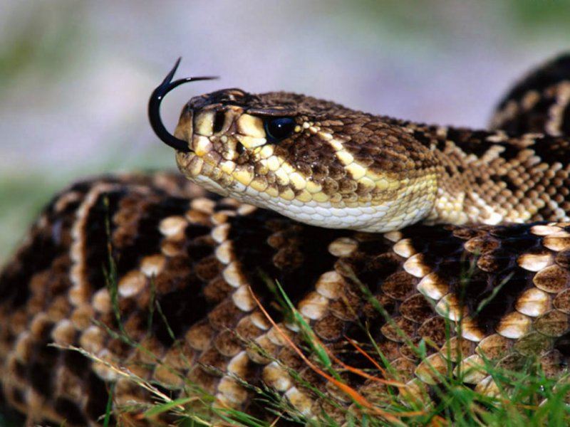 Cobra (800x600 - 88 KB)