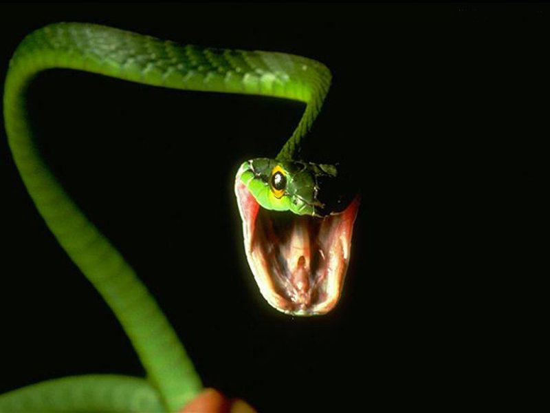 Serpente verde (800x600 - 31 KB)