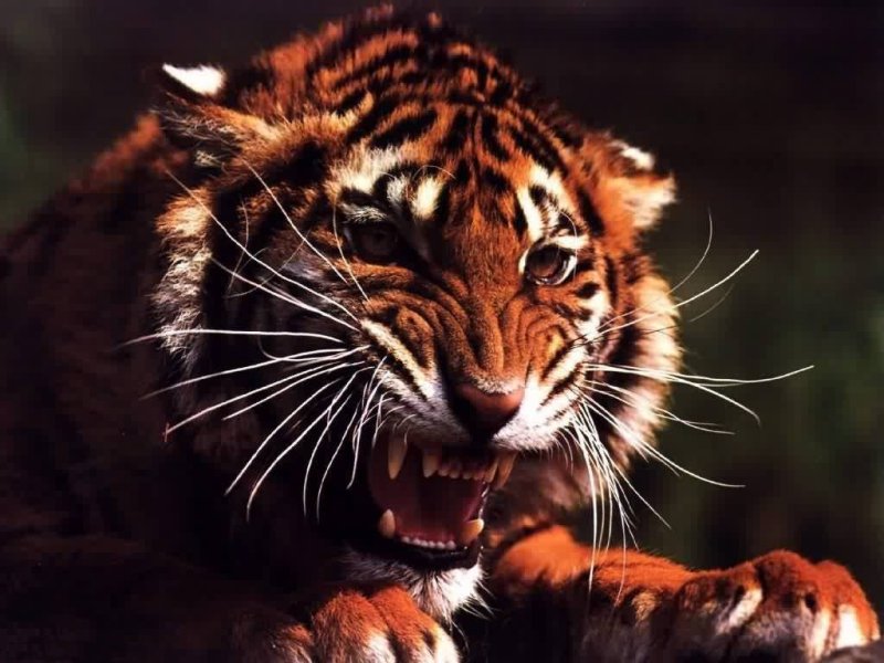 Tigre (800x600 - 85 KB)