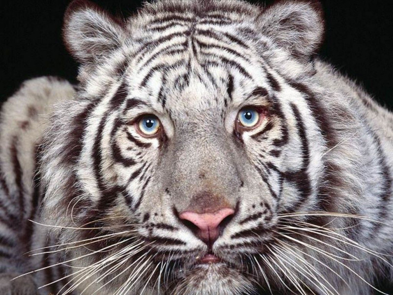 Tigre bianca (800x600 - 198 KB)