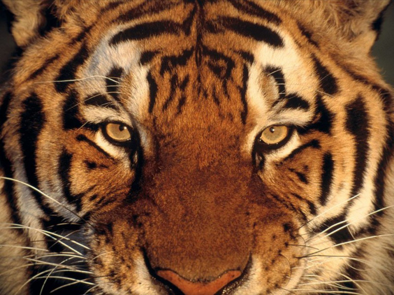 Tigre (800x600 - 196 KB)
