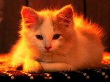 Gatto