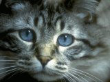 Gatto