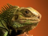 Iguana