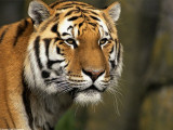 Tigre