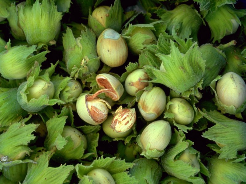 Nocciole (800x600 - 101 KB)