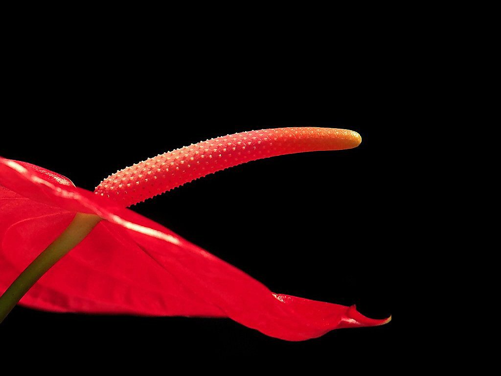 Anturium (1024x768 - 45 KB)