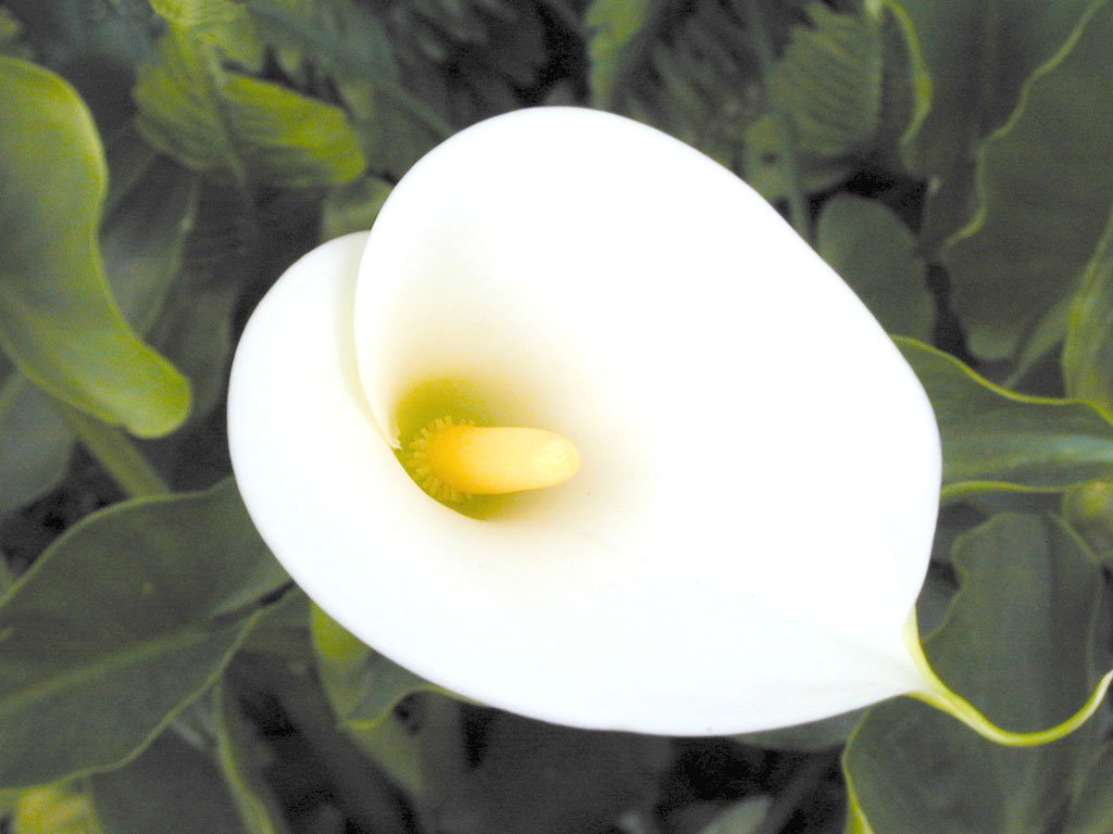 Calla (1024x768 - 88 KB)