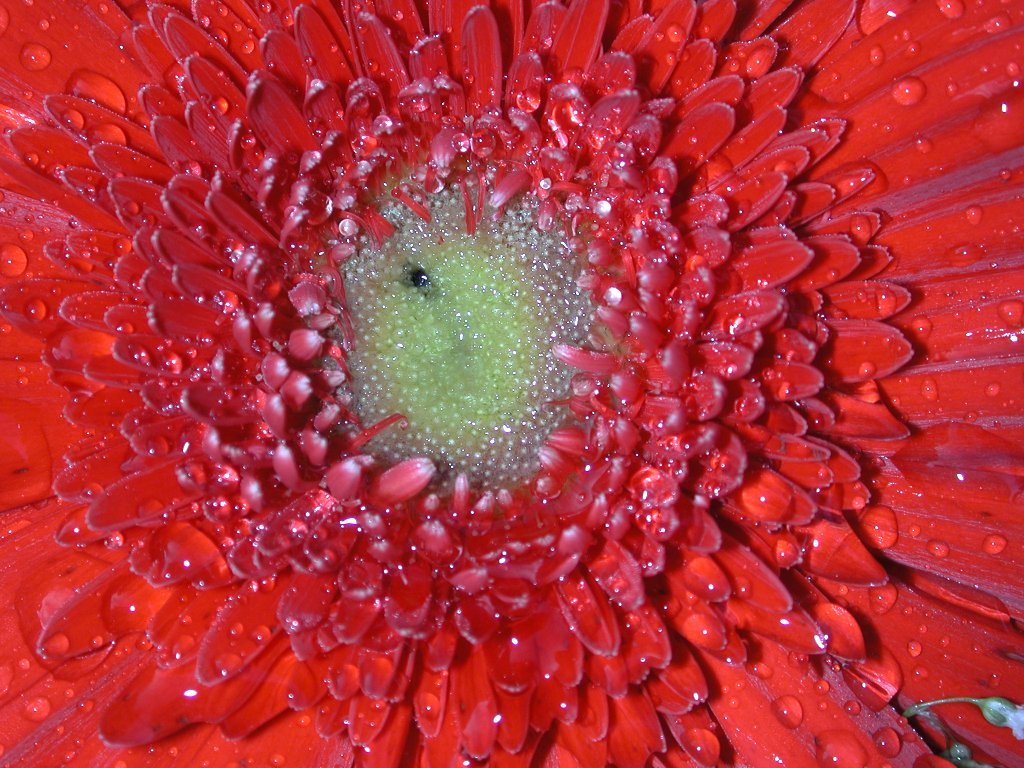 Gerbera (1024x768 - 209 KB)