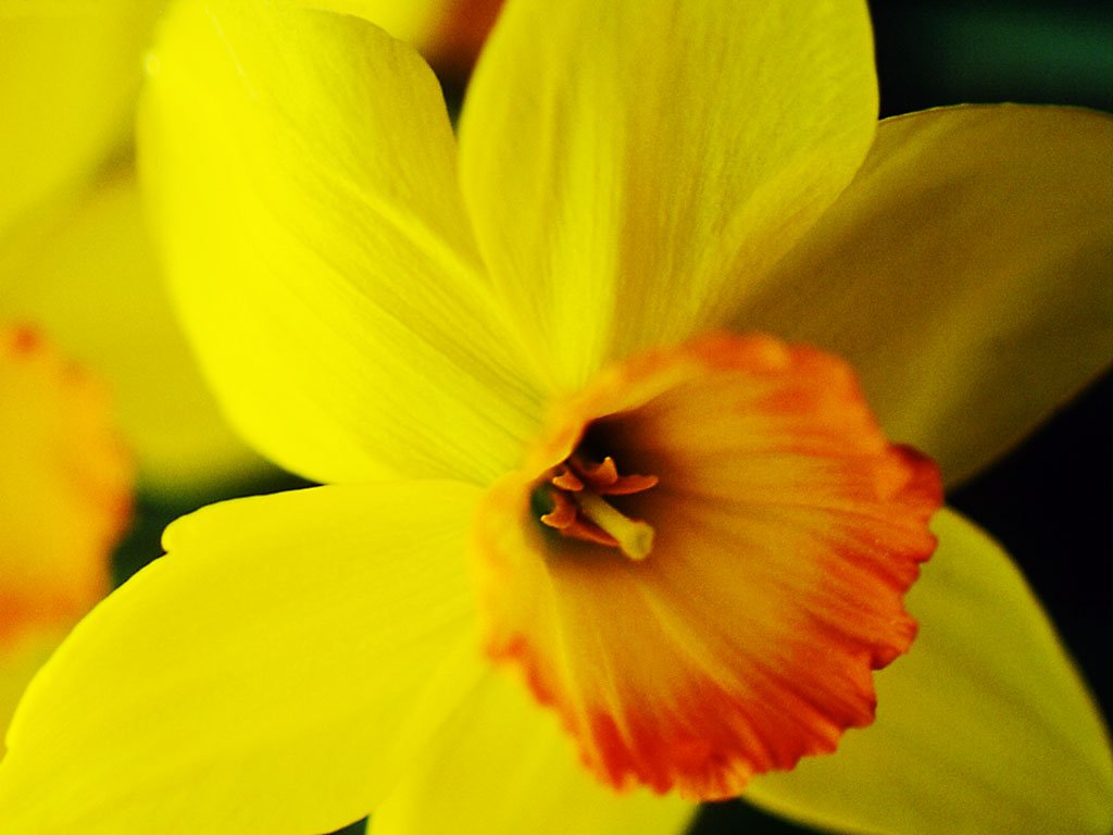 Narciso (1024x768 - 81 KB)