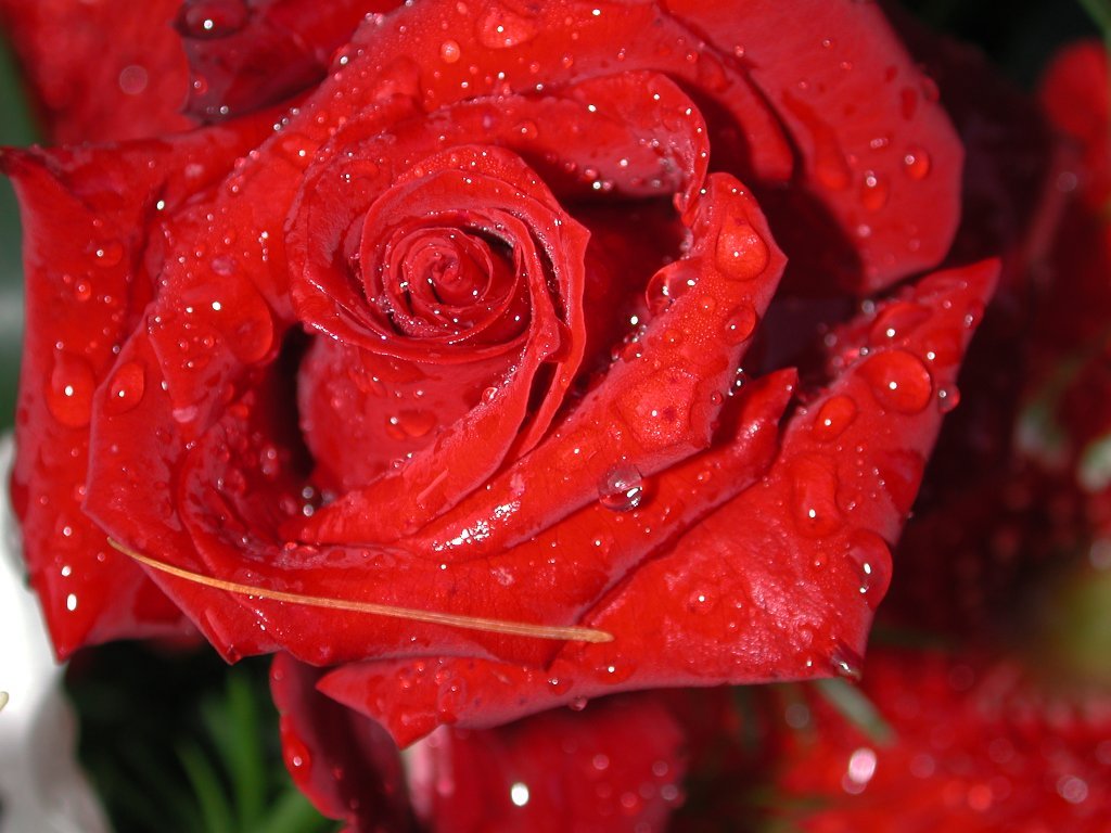 Rosa (1024x768 - 120 KB)