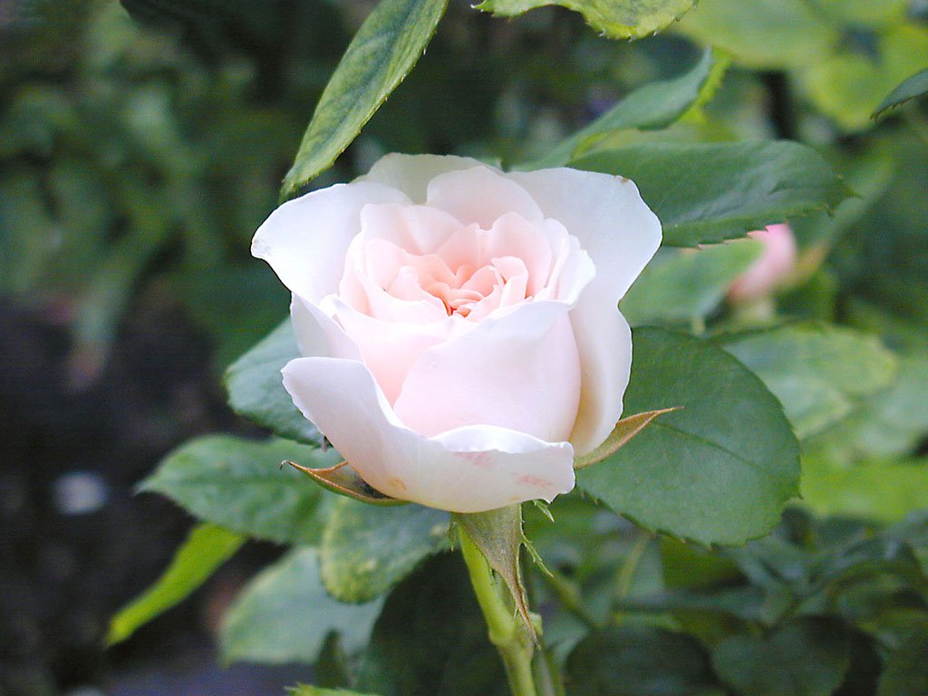 Rosa (1024x768 - 114 KB)