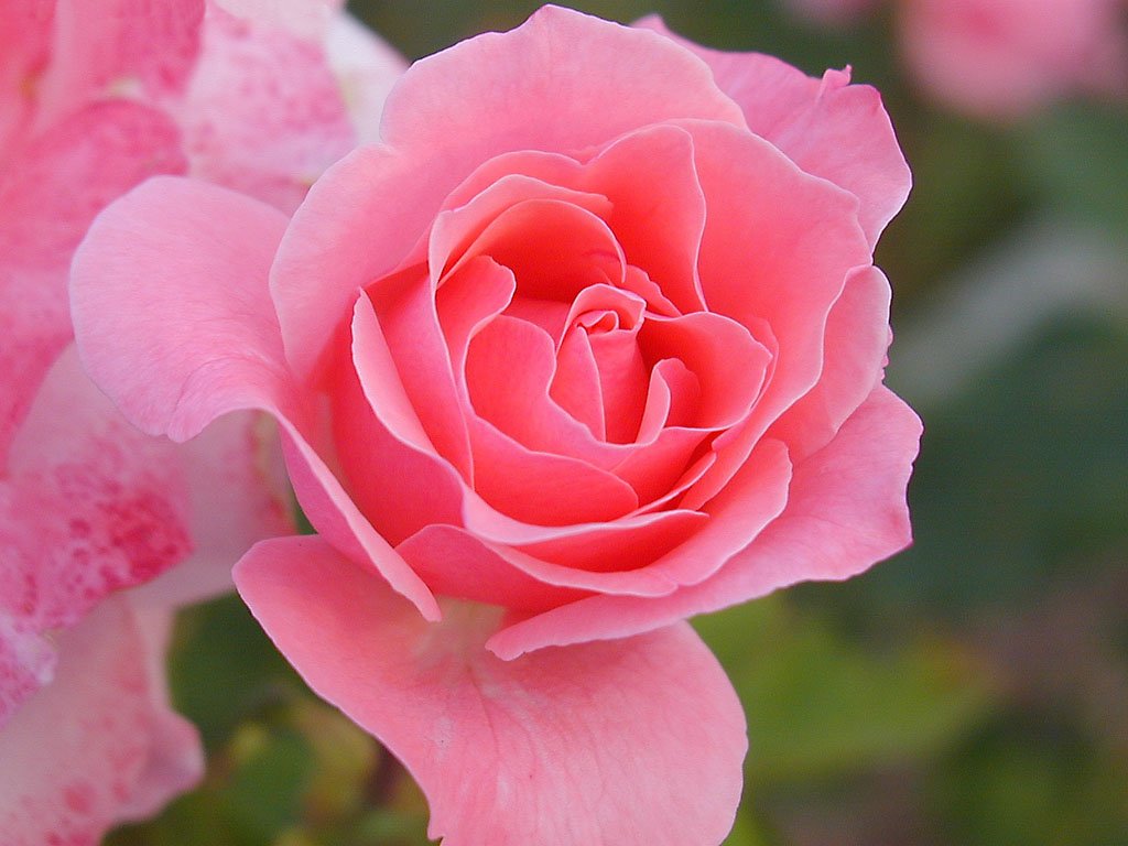 Rosa (1024x768 - 103 KB)