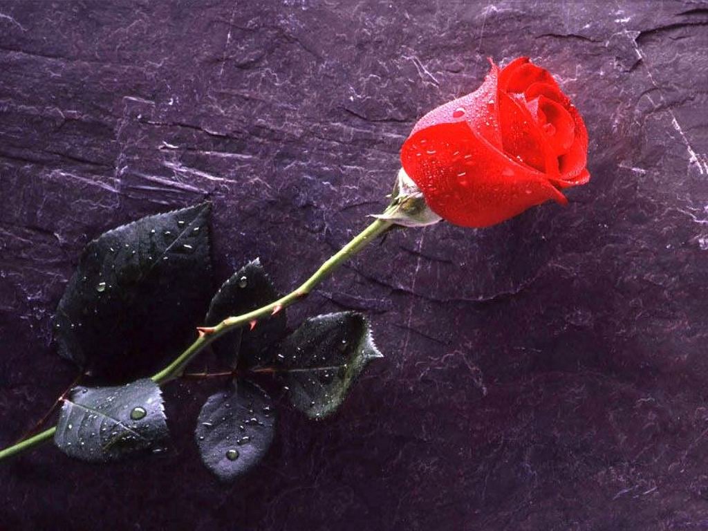 Rosa (1024x768 - 141 KB)