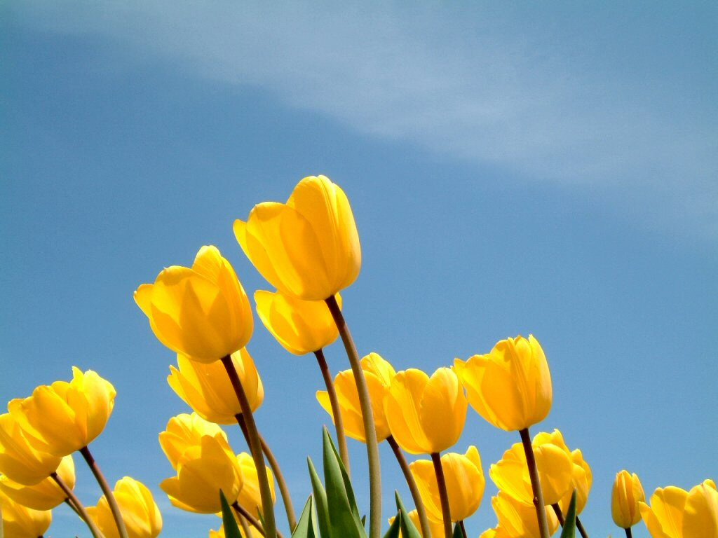 Tulipani gialli (1024x768 - 147 KB)