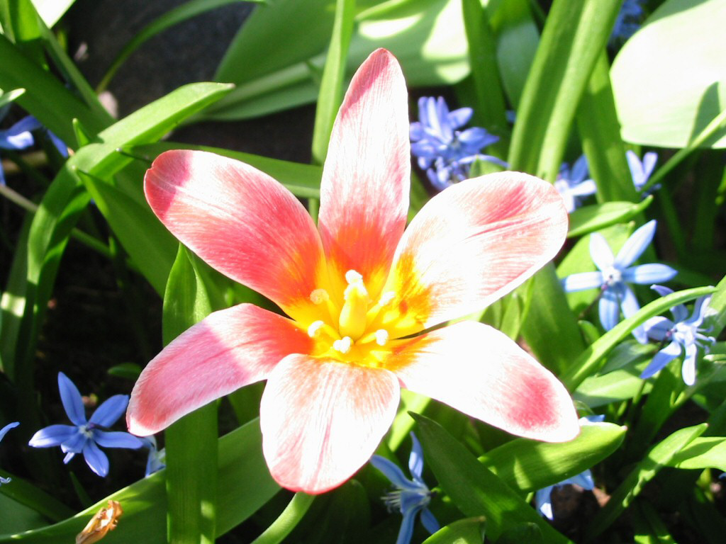 Tulipano (1024x768 - 237 KB)