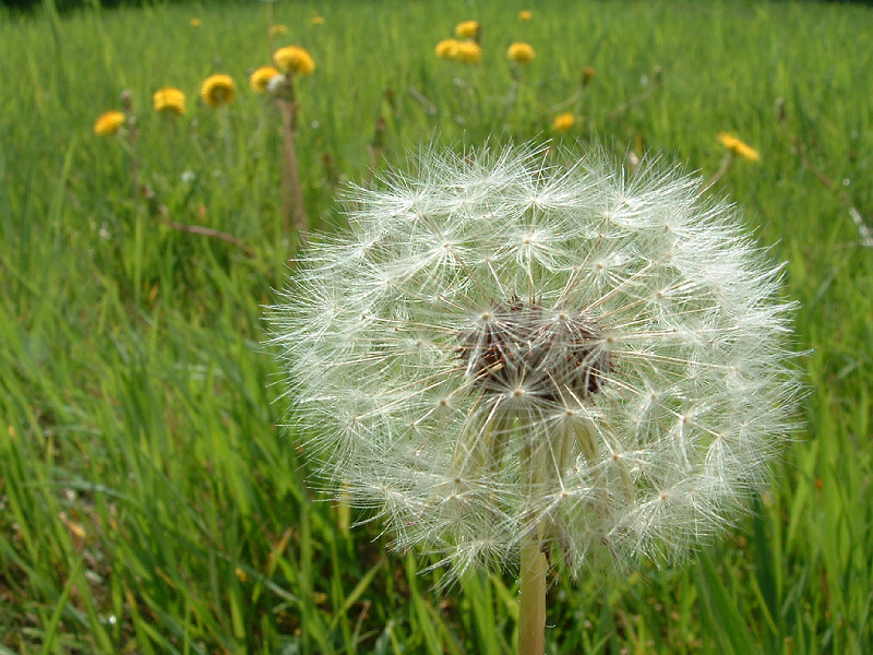 Soffione (800x600 - 202 KB)