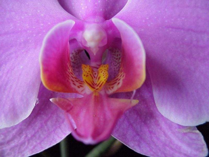 Orchidea (800x600 - 63 KB)
