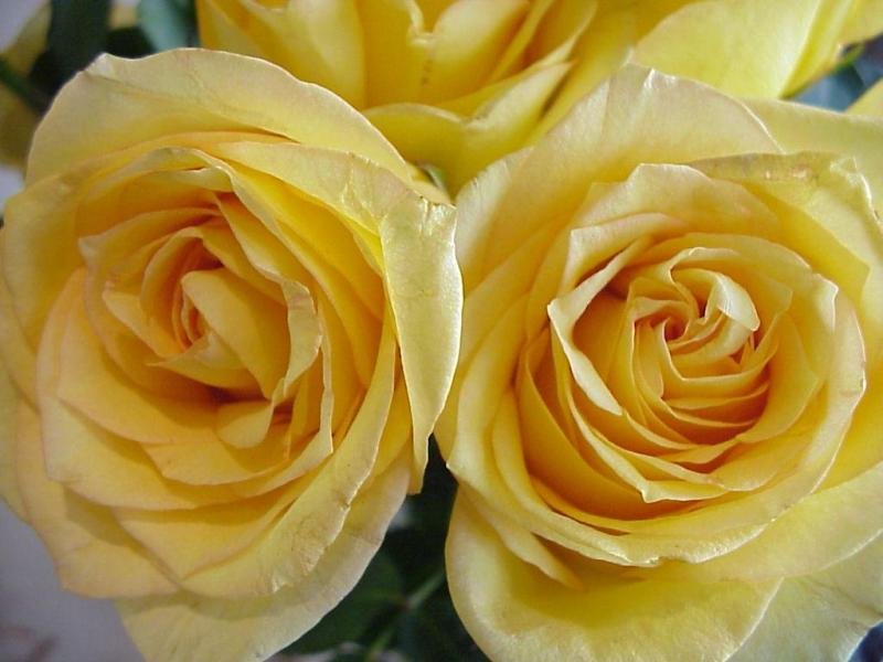 Rose (800x600 - 69 KB)