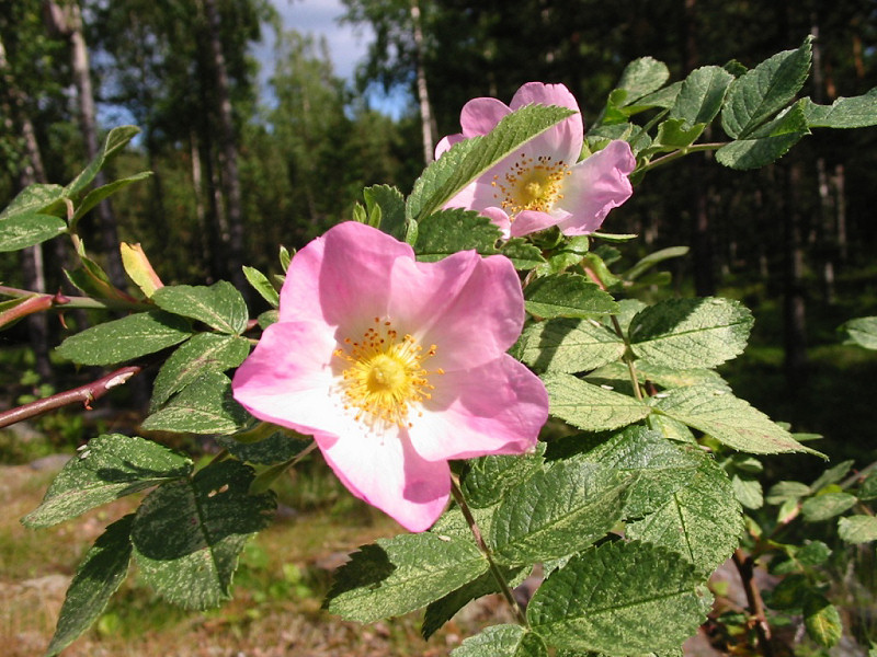 Rosa (800x600 - 193 KB)