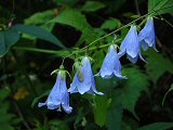 Campanelle