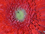 Gerbera