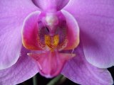 Orchidea