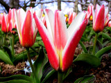 Tulipani