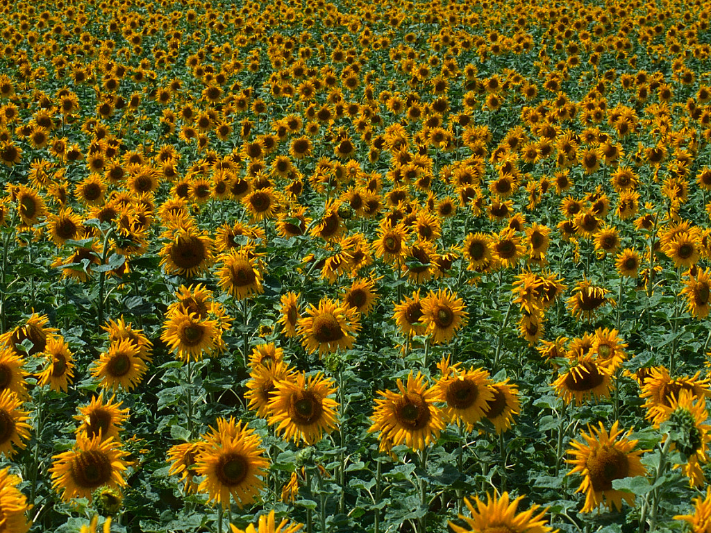 Girasoli (1024x768 - 643 KB)