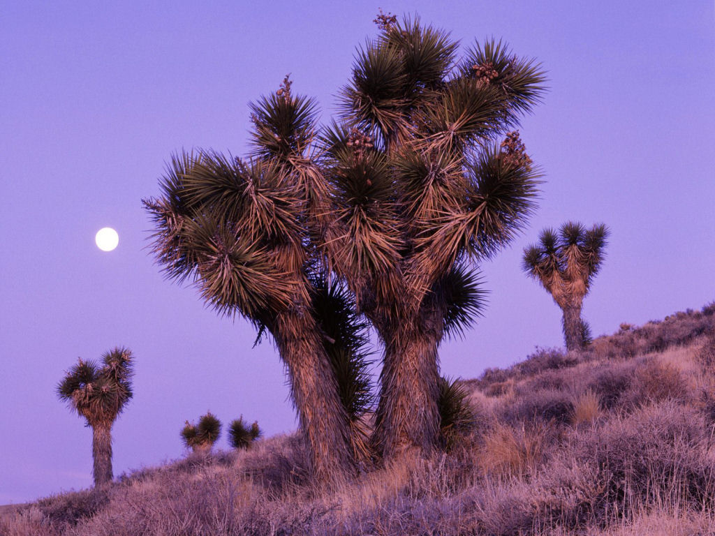 Joshua Tree (1024x768 - 179 KB)