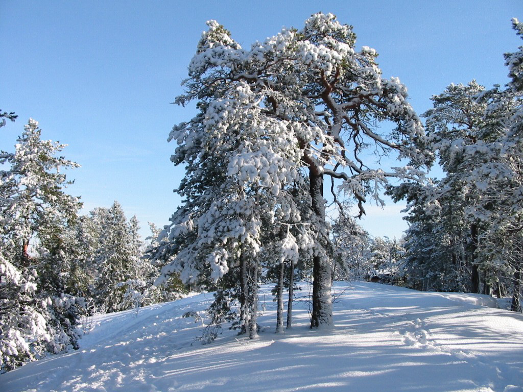 Bosco innevato (1024x768 - 351 KB)