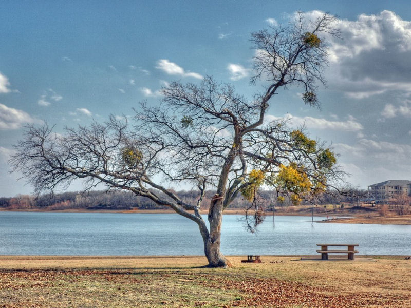 Albero (800x600 - 128 KB)