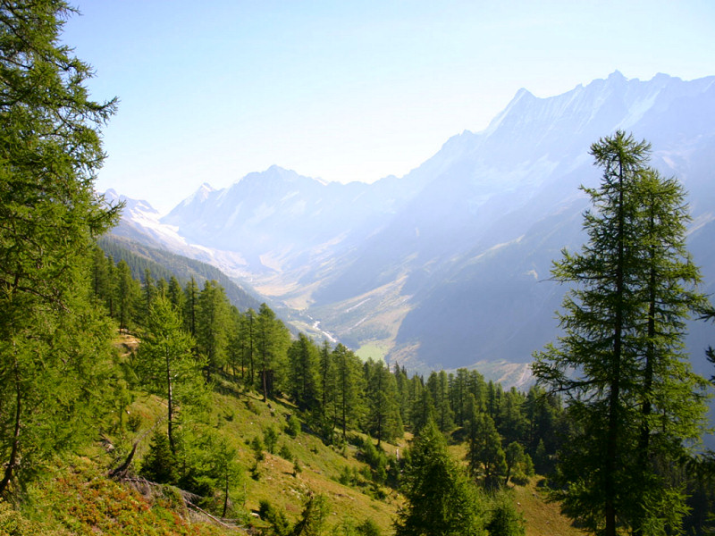 Bosco (800x600 - 200 KB)