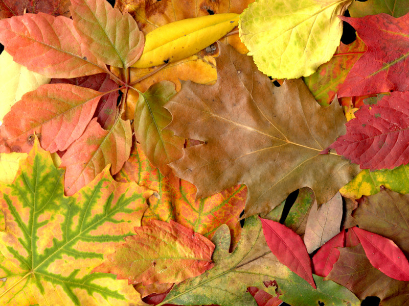 Foglie (800x600 - 238 KB)