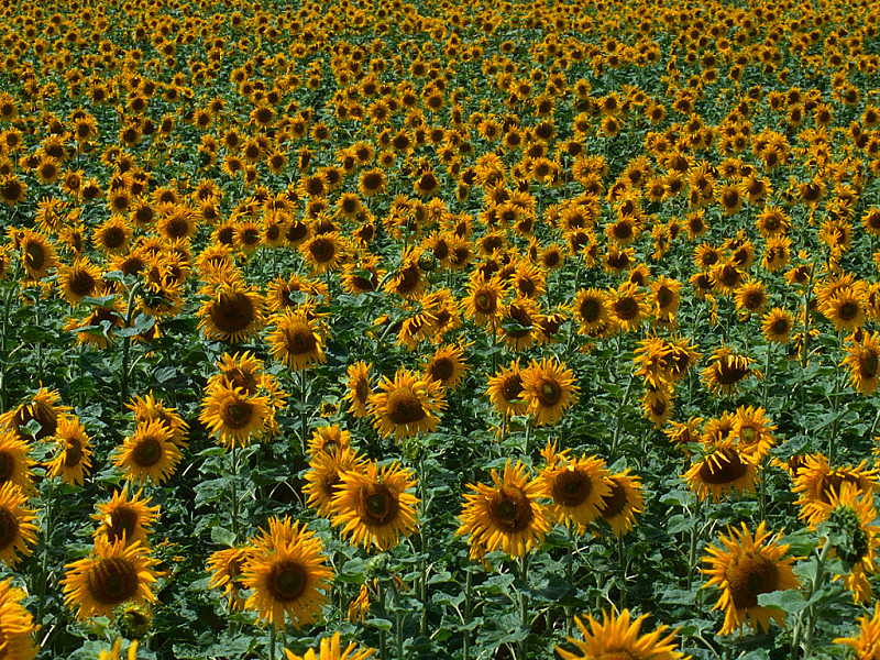 Girasoli (800x600 - 457 KB)