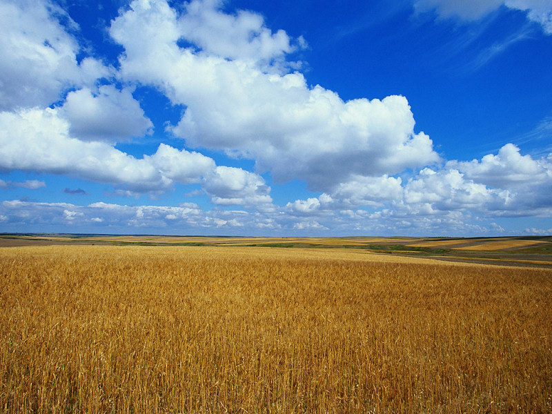 Campo di grano (800x600 - 183 KB)