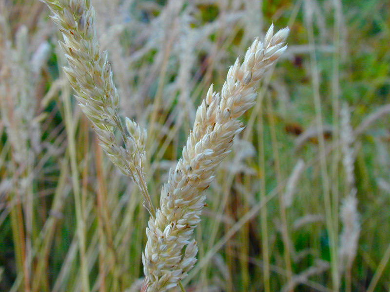 Grano (800x600 - 189 KB)