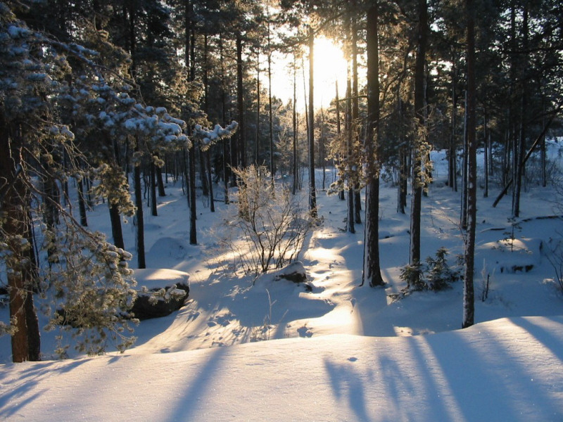 Bosco innevato (800x600 - 203 KB)