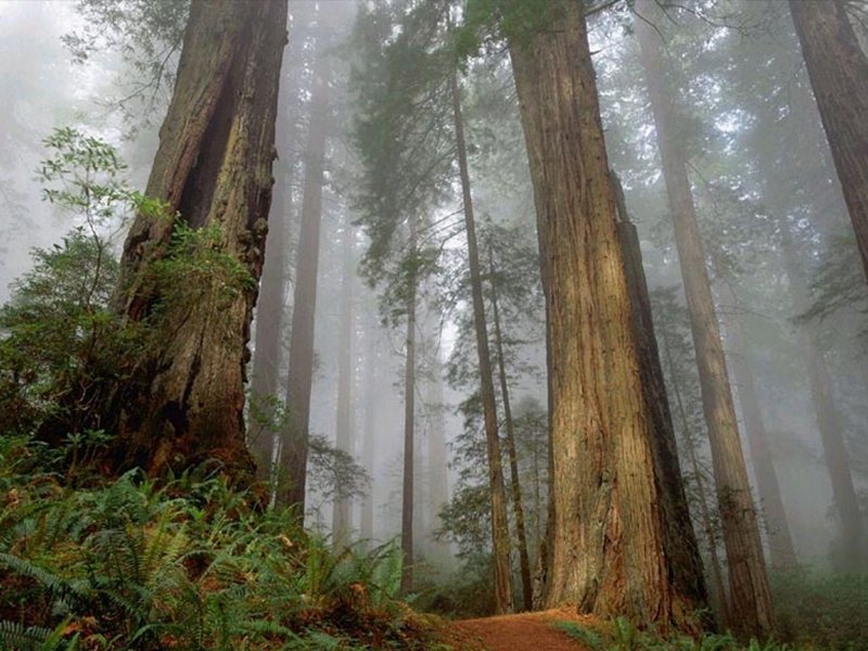 Sequoie (800x600 - 110 KB)
