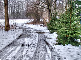 Bosco innevato