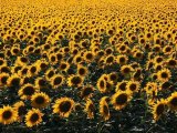 Girasoli