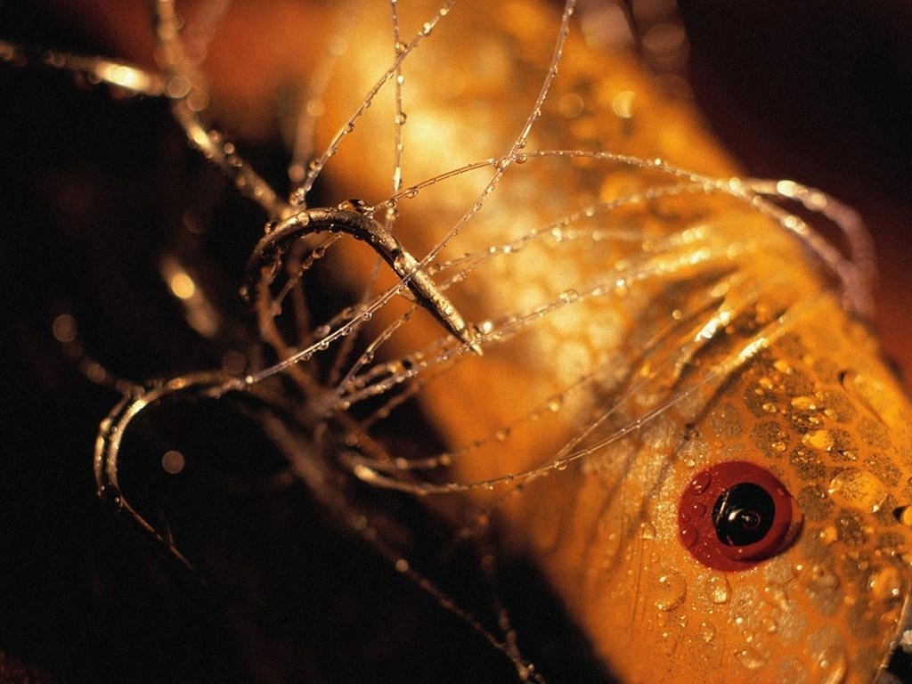 Pesca (1024x768 - 135 KB)